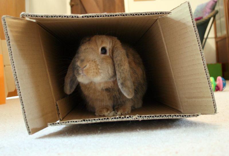 Bestand:Bunny in box.jpg