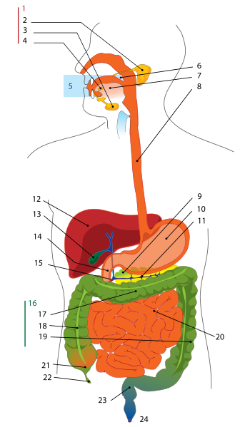 Bestand:343px-Digestive system diagram numbered svg.png