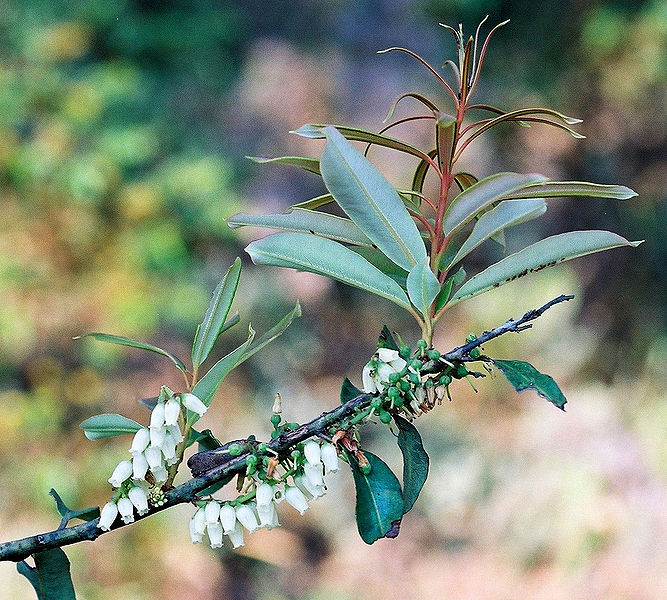 Bestand:667px-Agarista salicifolia 1.jpg