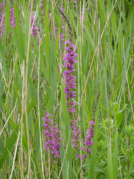 Bestand:450px-P1000328 Lythrum salicaria (Purple Loosestrife) (Lythraceae).jpg