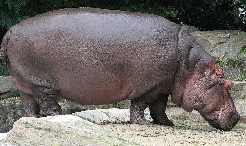 Bestand:800px-Nijlpaard.jpg