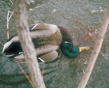 Bestand:Duck plague victim.jpg