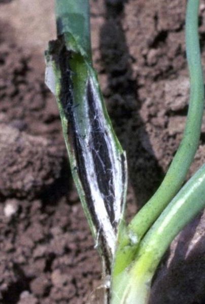 Bestand:404px-Urocystis colchici on an onion seedling.jpg
