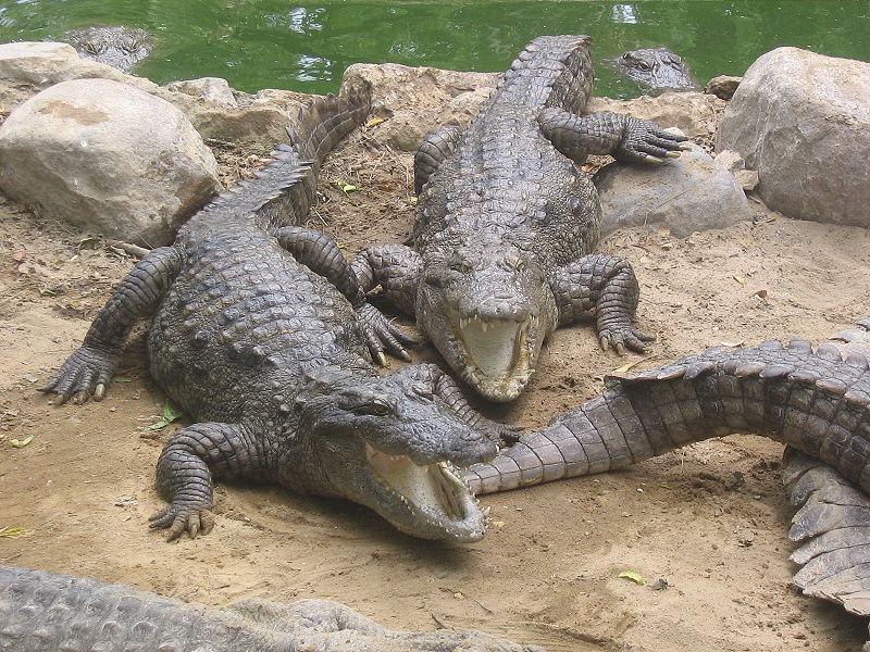 Bestand:800px-Marsh Crocodiles basking in the sun.jpg