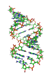 Bestand:A-DNA orbit animated small.gif