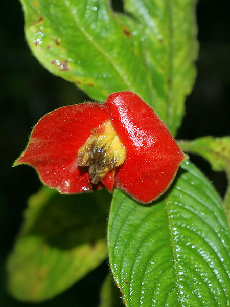 Bestand:450px-Psychotria poeppigiana (bracts).jpg