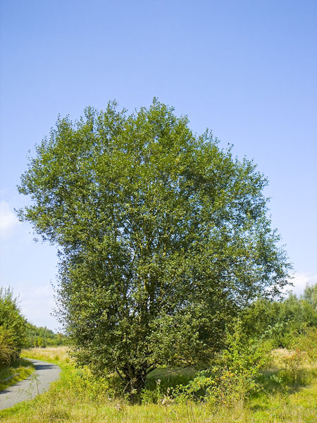 Bestand:450px-Salix caprea 036.jpg