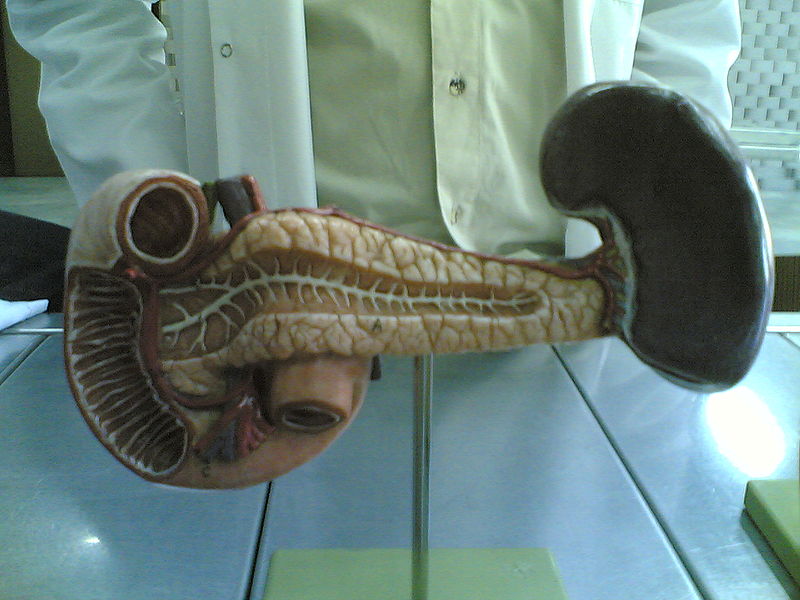 Bestand:800px-Pancreas model front.jpg