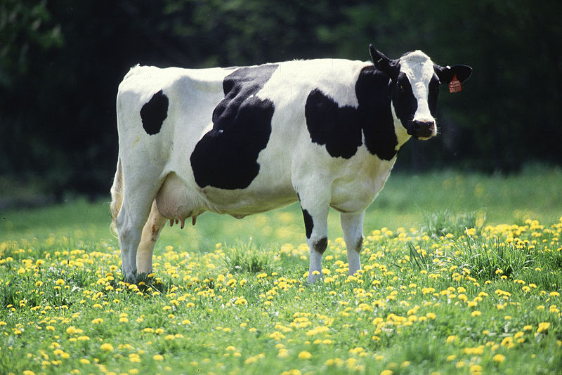 Bestand:800px-Cow female black white.jpg