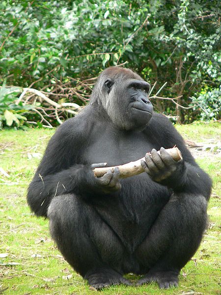 Bestand:450px-Gorilla gorilla gorilla8.jpg