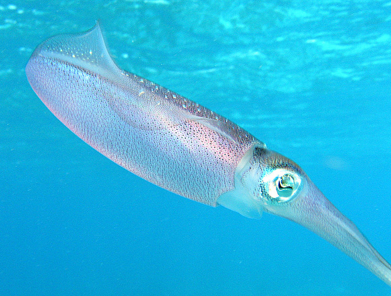 Bestand:Caribbean reef squid.jpg