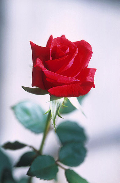 Bestand:Red rose.jpg