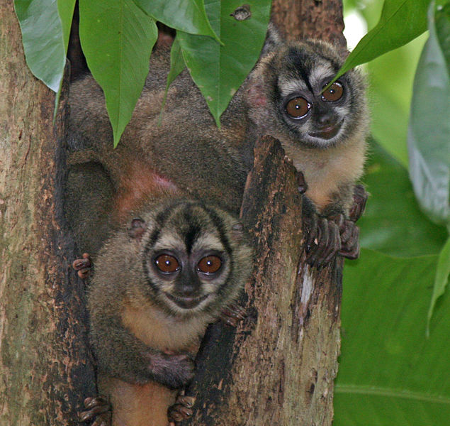 Bestand:635px-Panamanian Night Monkeys2.jpg