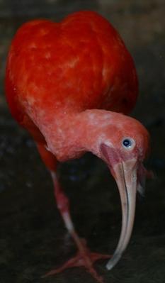 Rode ibis (Eudocimus ruber)