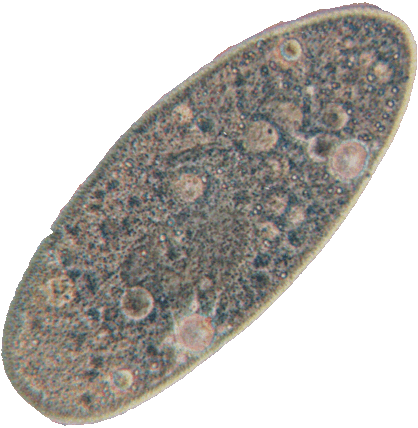 Bestand:Paramecium.gif