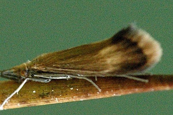 Bestand:Leptocerus interruptus wing detail.jpg