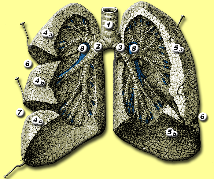 Bestand:Lungs anatomy.png