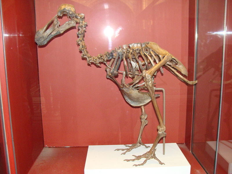 Bestand:800px-Raphus cucullatus 005 - Natural History Museum of London.jpg