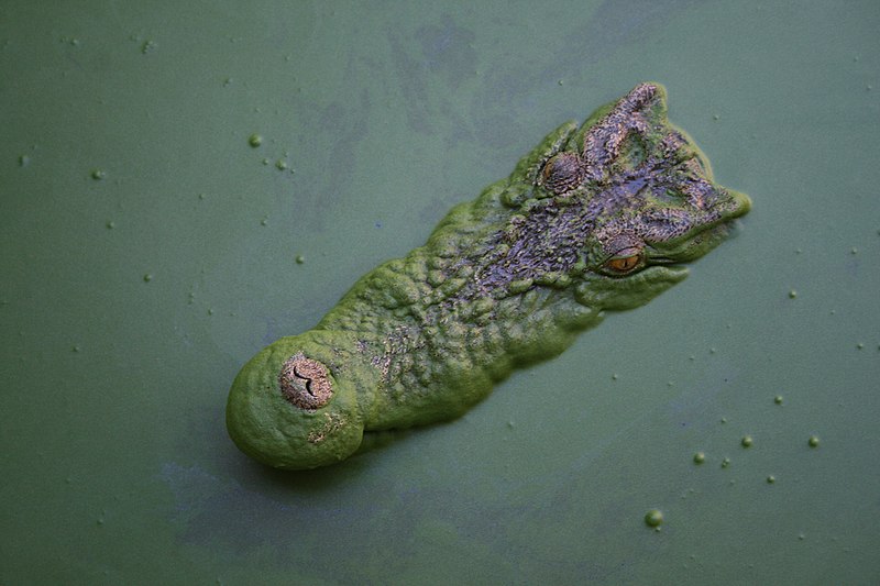 Bestand:Crocodile (Salty) in Katherine River, Australia.jpg