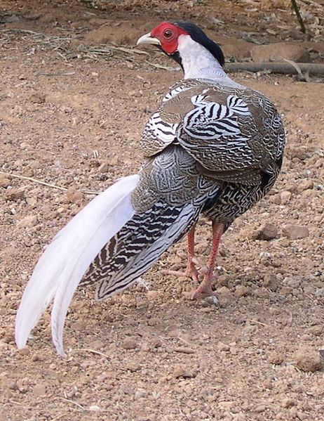 Bestand:462px-Silver Pheasant.jpg