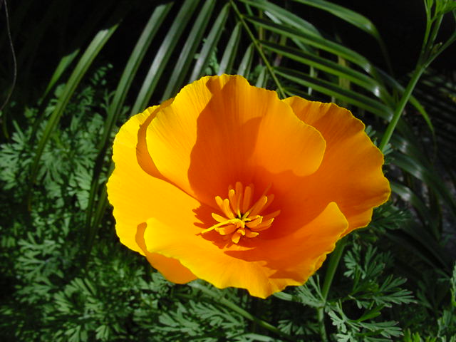 Bestand:California Poppy Eschscholzia californica 03.jpg