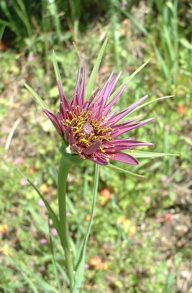 Bestand:393px-Tragopogon porrifolius flower.jpg