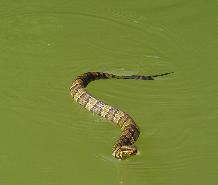 Bestand:706px-Watersnake cottonmouth tennessee.png