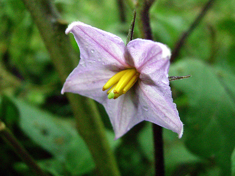 Bestand:800px-Eggplant flower.jpg