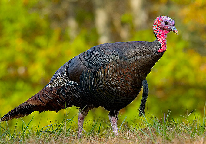 Bestand:Wild turkey eastern us.jpg