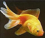 Een goudvis.
