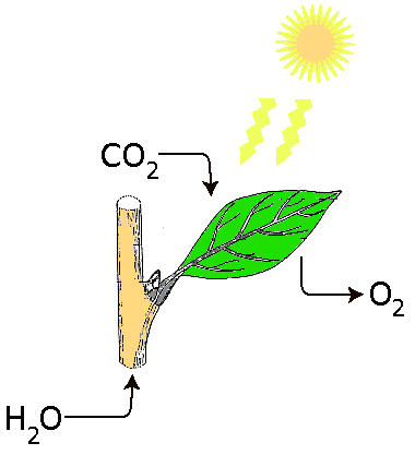 Bestand:Fotosynteza3.png