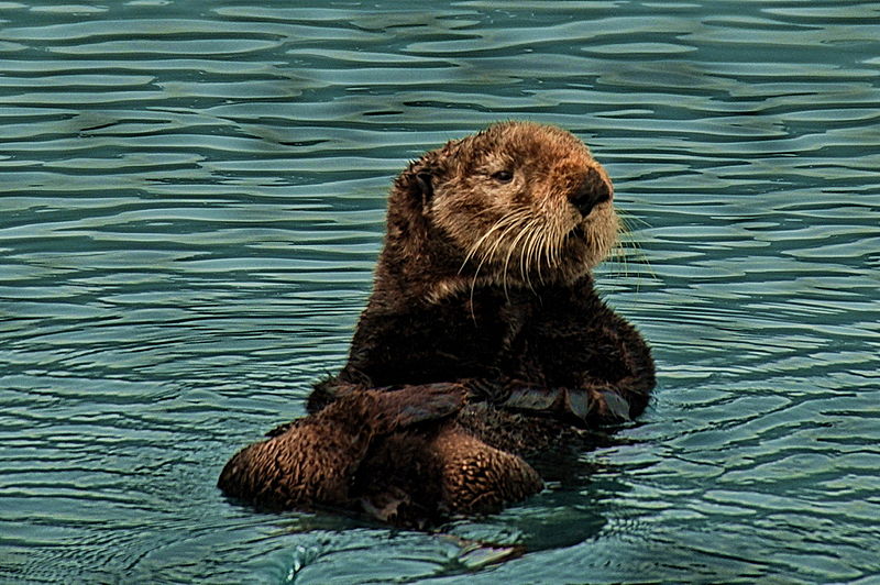 Bestand:800px-Sea Otter.jpg