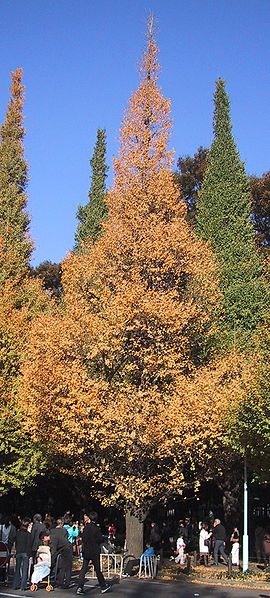 Japanse notenboom (Ginkgo biloba)