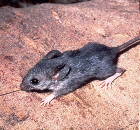 De 'hamsterachtige' Peromyscus eremicus (Neotominae).