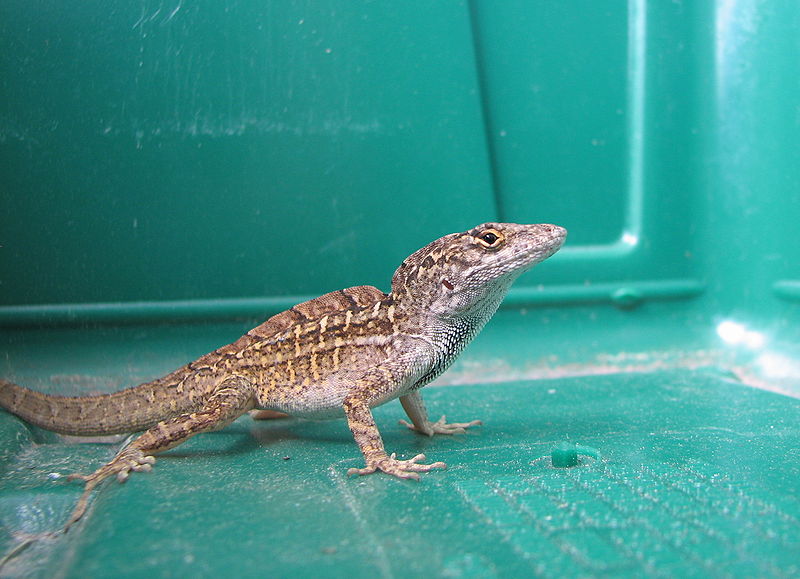Bestand:800px-Brown anole in plastic container.jpg
