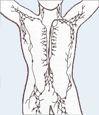 Bestand:Lymphatic system.png
