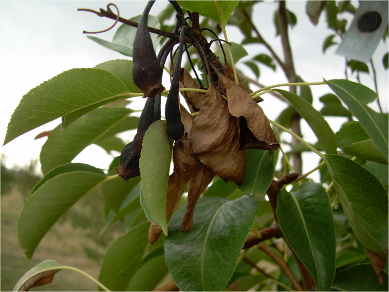 Bestand:799px-Fire blight (Erwinia amylovora) of pear.png