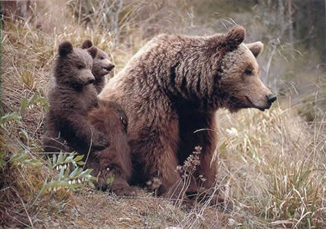 Bestand:Bear and cubs fapas.jpg