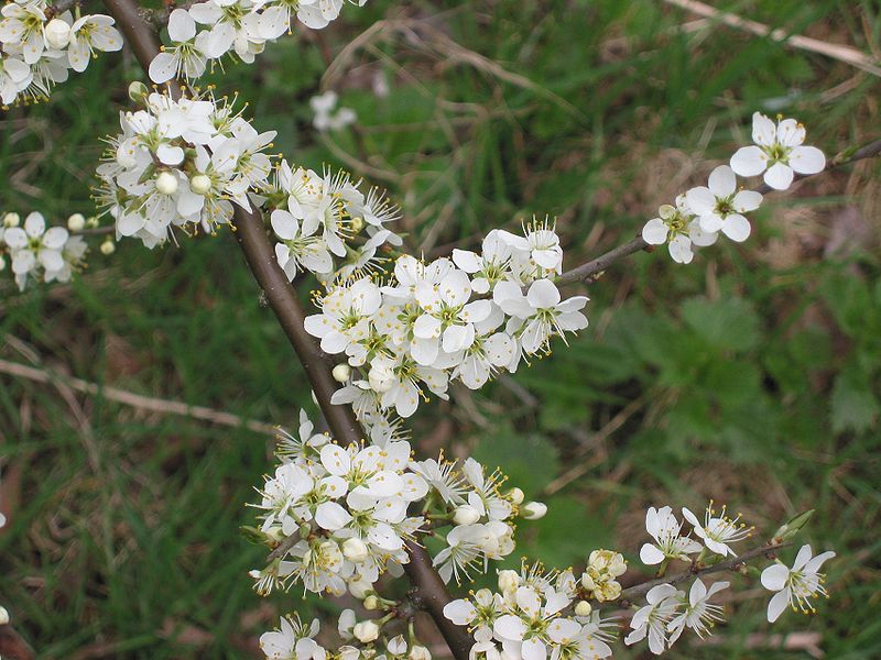 Bestand:800px-Sleedoorn bloemen (Prunus spinosa).jpg