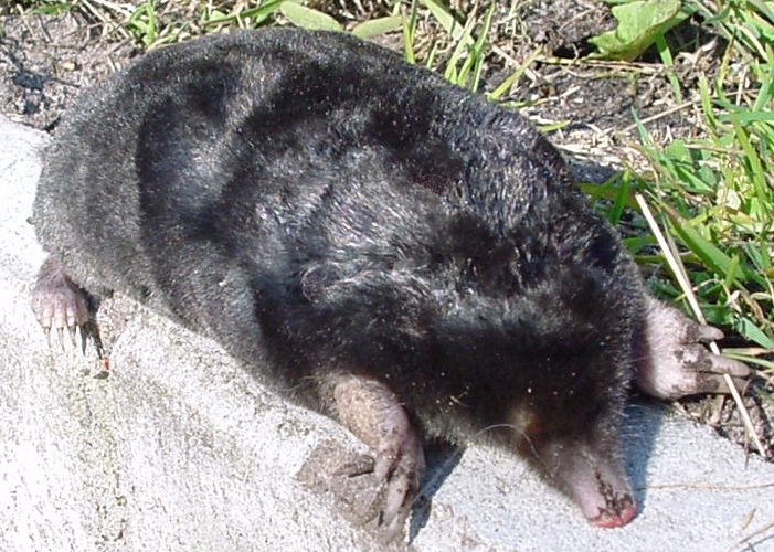 Bestand:European mole animal.jpg
