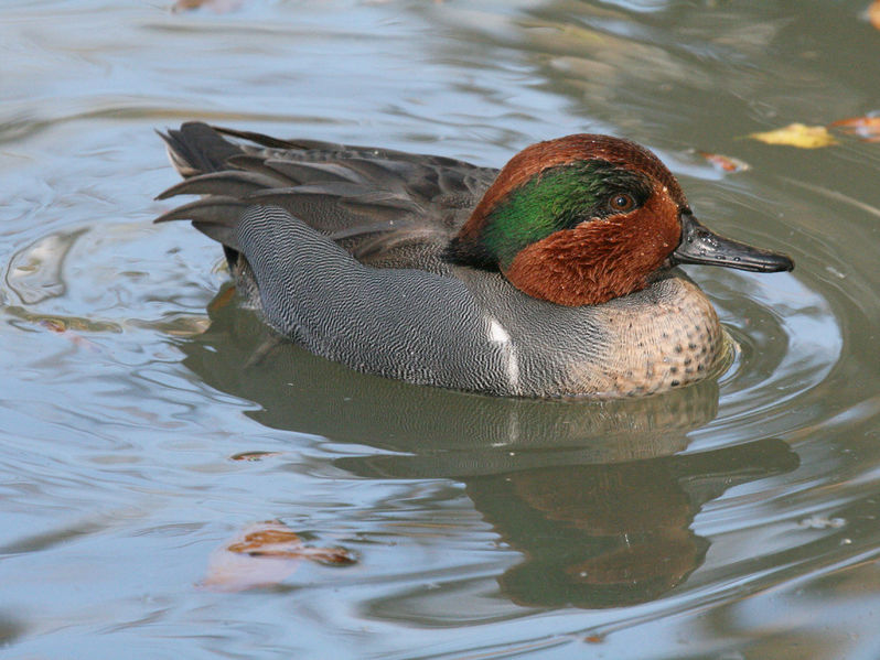 Bestand:798px-Green-winged Teal (Anas crecca) RWD2.jpg