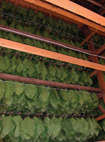Bestand:Tobacco leaves drying.jpg