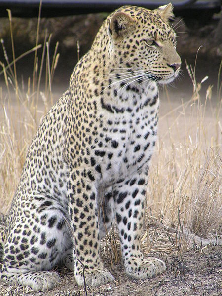 Bestand:450px-Leopard africa.jpg