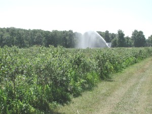 Bestand:Irrigated blueberries4046.jpg