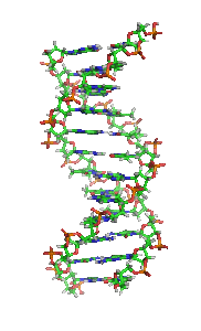 Bestand:DNA orbit animated small.gif