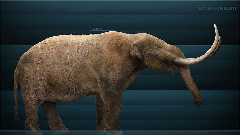 Bestand:800px-Mammut americanum Sergiodlarosa.jpg