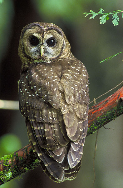 Bestand:Northern Spotted Owl USFWS-thumb.jpg