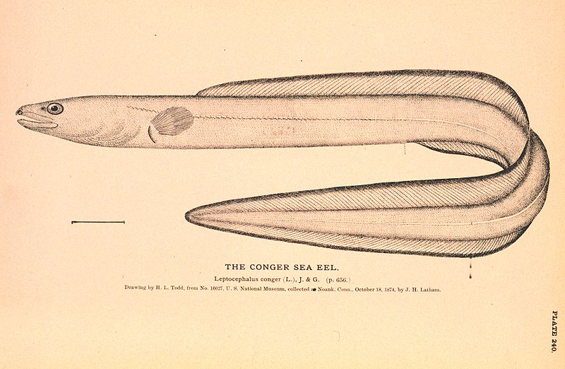 Bestand:800px-Conger sea eel.jpg