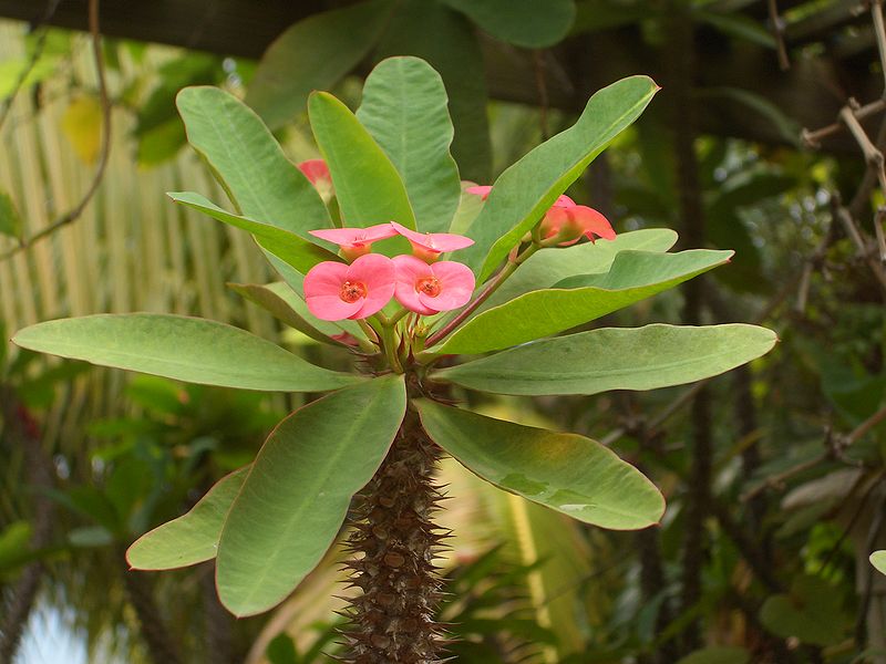 Bestand:800px-Euphorbia milii var splendens, flower.jpg
