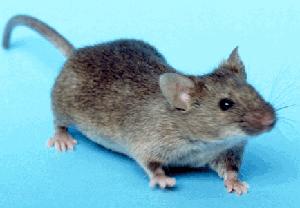Bestand:House mouse.jpg